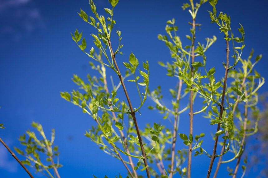 Forestación urbana: Montanari Automotores donó árboles