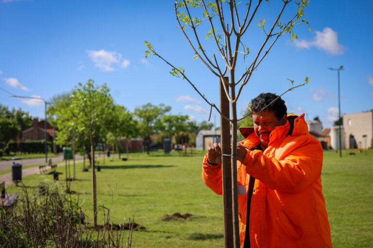 Barrios más lindos: avanza la reforestación de plazas Barrios más lindos: avanza la reforestación de plazas