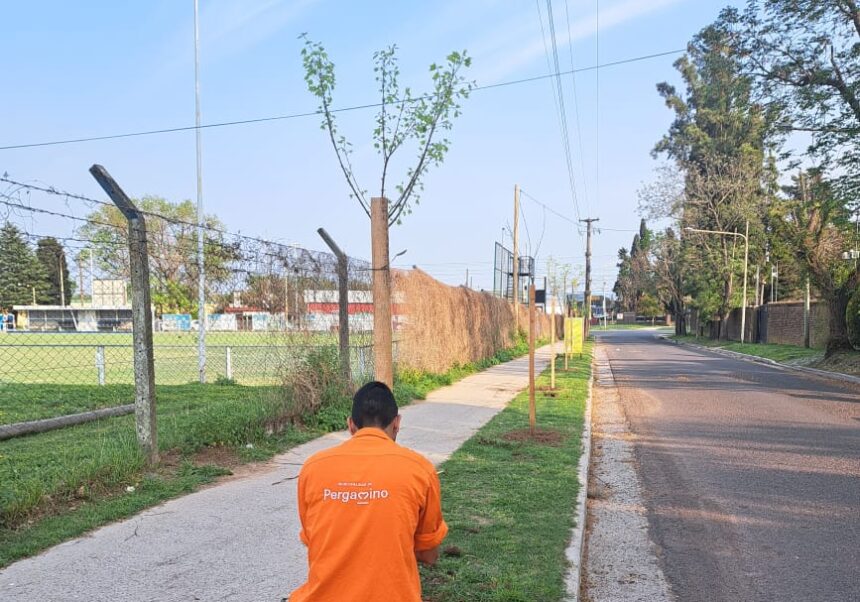 Pergamino fue reconocido por plantar más de 1400 árboles y los vecinos también son parte