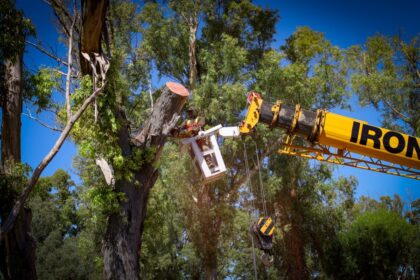 Paseo ribereño: Importante poda de limpieza de ramas secas