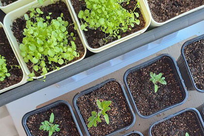 Intercambio sustentable en el Parque España en el Mes del Compostaje