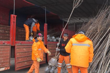 Comenzó la plantación de árboles en las veredas de vecinos que solicitaron un ejemplar Comenzó la plantación de árboles en las veredas de vecinos que solicitaron un ejemplar